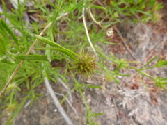 Opercularia scabrida