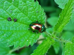 Chrysolina fastuosa
