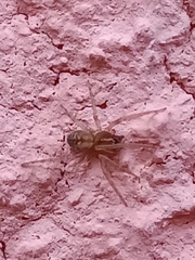 Trachelidae