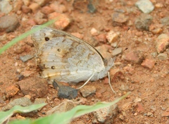 Junonia hierta cebrene