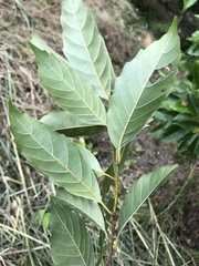 Castanopsis formosana