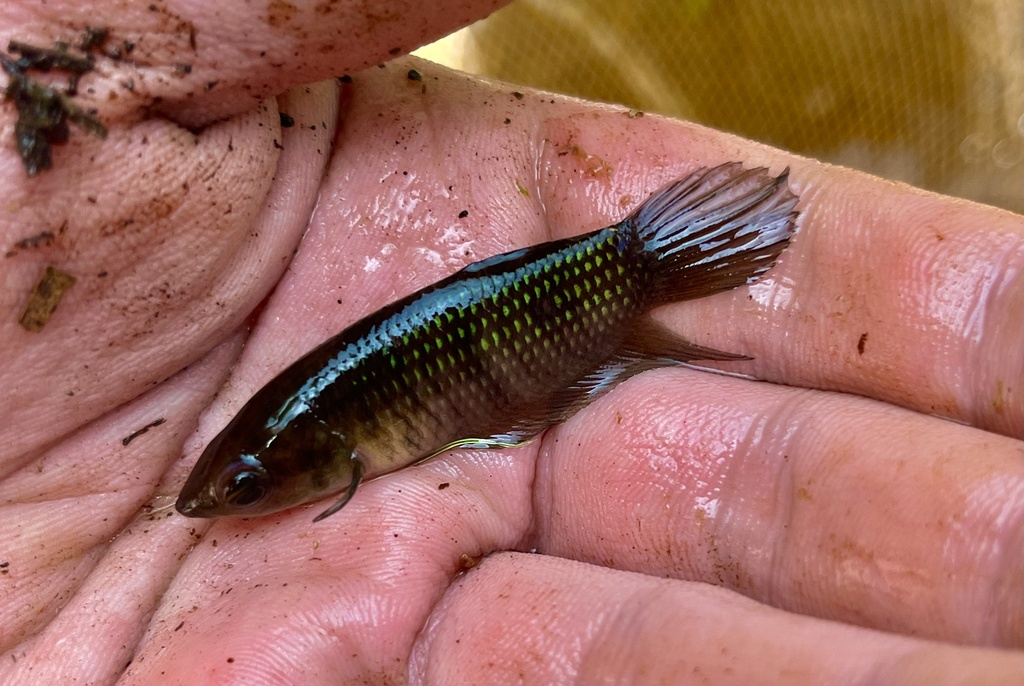 Pulchra betta (Betta pulchra) — Osphronemidae
