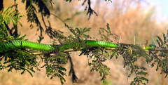 Philothamnus angolensis