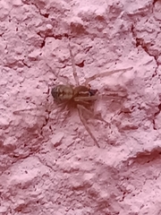 Trachelidae