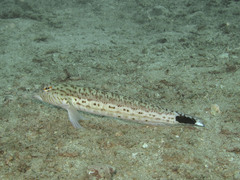 Parapercis hexophtalma