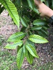 Castanopsis chinensis
