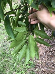 Castanopsis chinensis