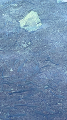 Mugilidae