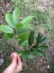 Castanopsis chinensis