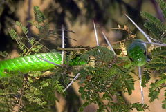 Philothamnus angolensis