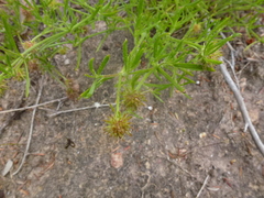 Opercularia scabrida