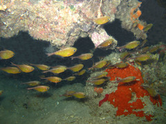 Pempheris adusta