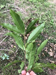 Castanopsis chinensis