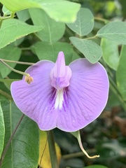 Centrosema virginianum