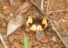 Junonia hierta cebrene