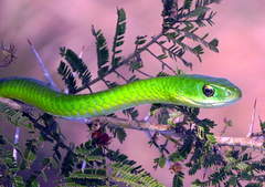 Philothamnus angolensis