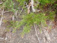 Opercularia scabrida