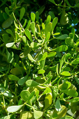 Viscum rotundifolium