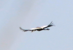 Bugeranus carunculatus