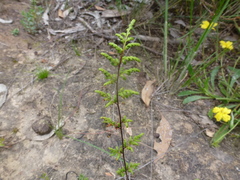 Cheilanthes sieberi sieberi
