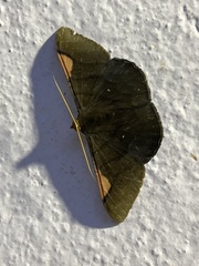 Sphacelodes vulneraria