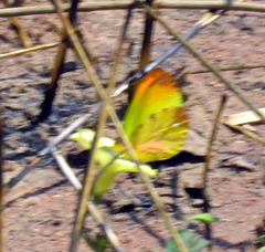 Afrodryas leda