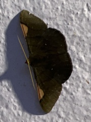 Sphacelodes vulneraria