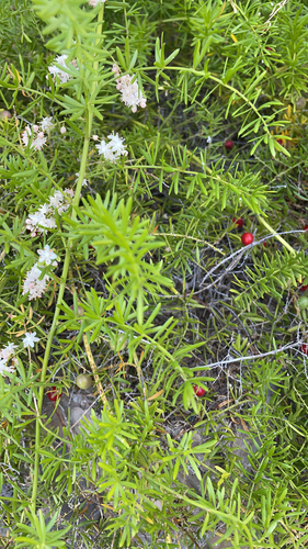 Asparagus aethiopicus image