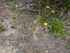 Cheilanthes sieberi sieberi