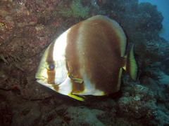 Platax orbicularis
