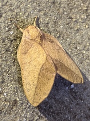 Adeloneivaia