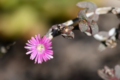 Delosperma versicolor