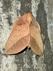 Adeloneivaia