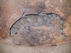 Homopholis walbergii