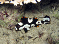 Plectorhinchus vittatus
