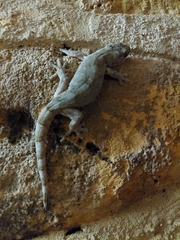 Homopholis walbergii