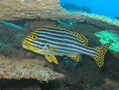 Plectorhinchus vittatus