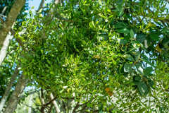 Viscum rotundifolium