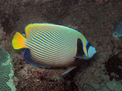 Pomacanthus imperator