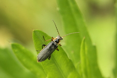 Cantharis nigricans