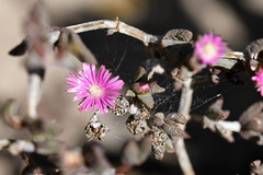 Delosperma versicolor