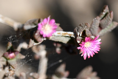 Delosperma versicolor