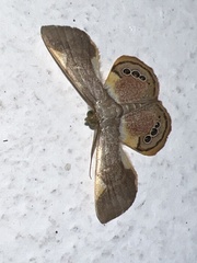 Opisthoxia