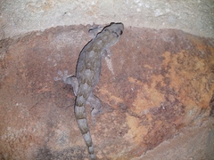 Homopholis walbergii