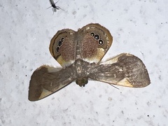 Opisthoxia