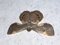 Opisthoxia