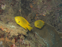 Pomacentrus sulfureus