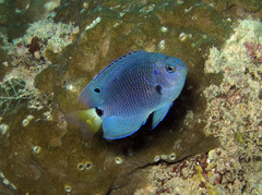 Pomacentrus trichrourus