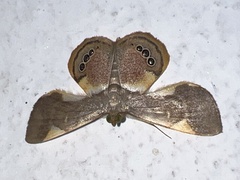 Opisthoxia
