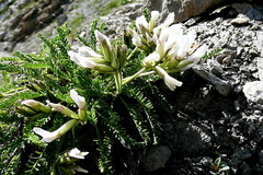Oxytropis fetida